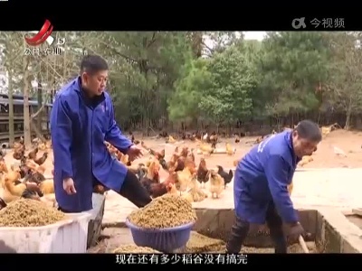 稻花香里20220311 三农新观察——他把“挑食”的鸡 养出新花样