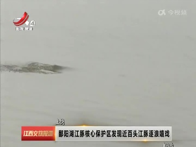 上饶：鄱阳湖江豚核心保护区发现近百头江豚逐浪嬉戏