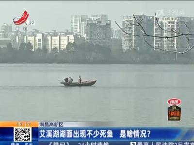 南昌高新区：艾溪湖湖面出现不少死鱼 是啥情况？