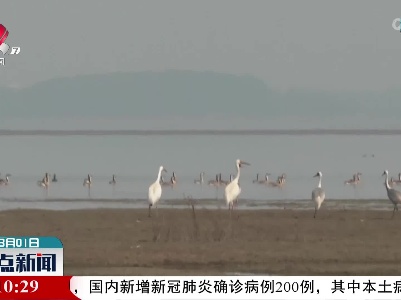 “四鹤一鹳”齐现鄱阳湖都昌三山水域