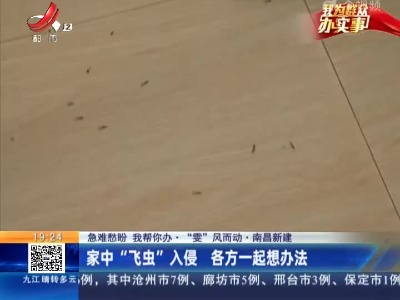 【急难愁盼 我帮你办·“雯”风而动】南昌新建：家中“飞虫”入侵 各方一起想办法