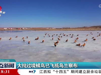 大批过境候鸟已飞抵乌兰察布