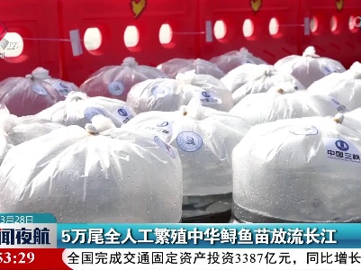 5万尾全人工繁殖中华鲟鱼苗放流长江