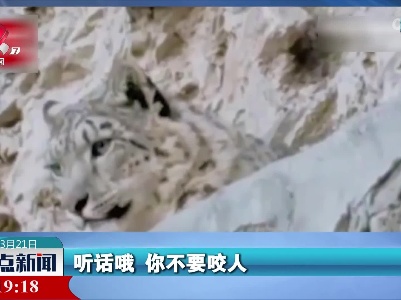 西藏护林员偶遇2只雪豹 惊喜唠嗑