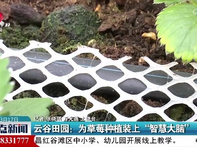 云谷田园：为草莓种植装上“智慧大脑”