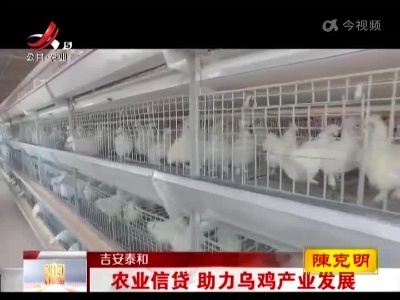 吉安泰和：农业信贷 助力乌鸡产业发展