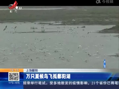 上饶鄱阳：万只夏候鸟飞抵鄱阳湖