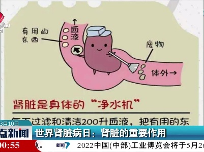世界肾脏病日：肾脏的重要作用