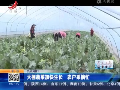 九江湖口：大棚蔬菜加快生长 农户采摘忙