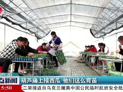 葫芦藤上接西瓜 他们这么育苗
