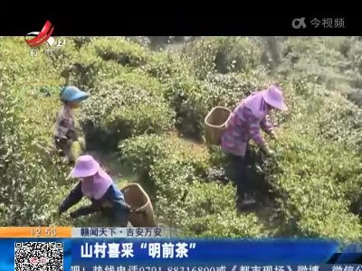 【赣闻天下】吉安万安：山村喜采“明前茶”