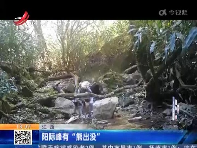 江西：阳际峰有“熊出没”