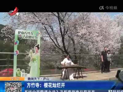 【赣闻天下】庐山·方竹寺：樱花灿烂开