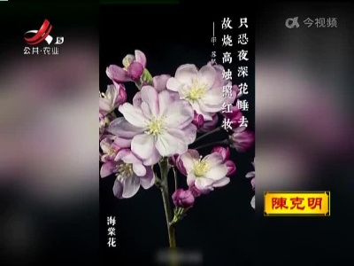 惊艳！延时摄影赏绝美春花