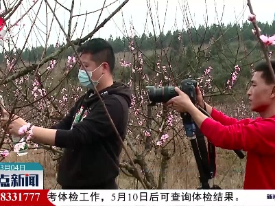 抚州：桃花朵朵开 游人踏春来
