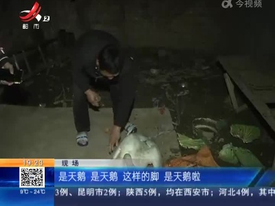 南昌县：菜地发现“大鹅” 竟然是个“国宝”！