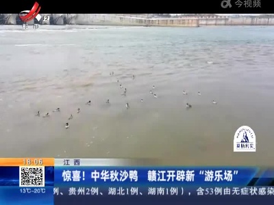 江西：惊喜！中华秋沙鸭 赣江开辟新“游乐场”
