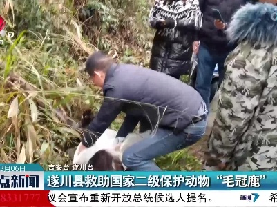 遂川县救助国家二级保护动物“毛冠鹿”