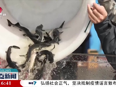 5万尾全人工繁殖中华鲟鱼苗放流长江