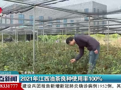 2021年江西油茶良种使用率100%