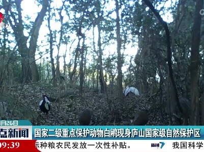 国家二级重点保护动物白鹇现身庐山国家级自然保护区