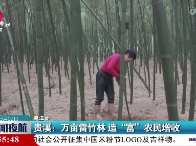 贵溪：万亩雷竹林 造“富”农民增收