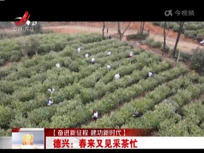 【奋进新征程 建功新时代】德兴：春来又见采茶忙