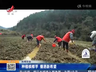 抚州乐安：种植槟榔芋 播洒新希望