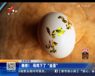 吉安安福：稀奇！母鸡下了“金蛋”
