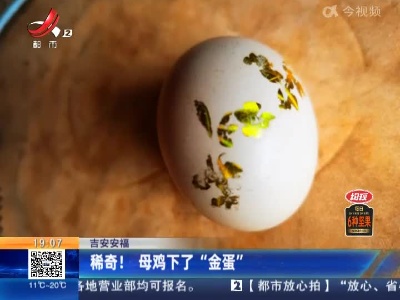 吉安安福：稀奇！母鸡下了“金蛋”