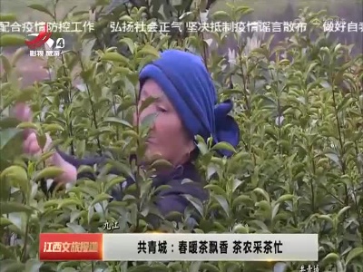 共青城：春暖茶飘香 茶农采茶忙