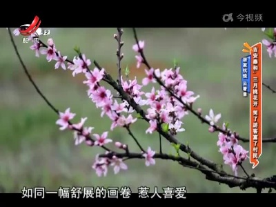 地宝当家20220325
