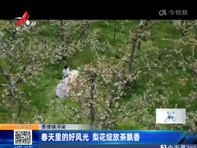 景德镇浮梁：春天里的好风光 梨花绽放茶飘香
