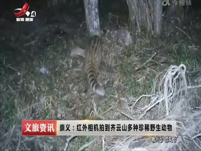 崇义：红外相机拍到齐云山多种珍稀野生动物