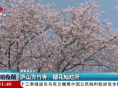 【赣鄱春光好】庐山方竹寺：樱花灿烂开