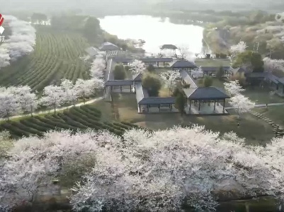 南昌凤凰沟万株樱花盛放迎客来