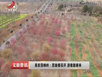 高安百峰岭：百亩樱花开 游客踏春来