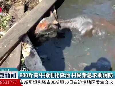 800斤黄牛掉进化粪池 村民紧急求助消防
