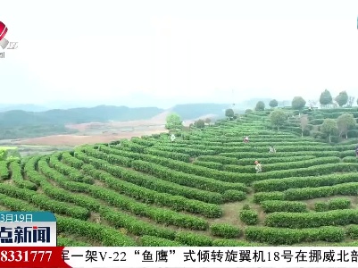 靖安4.6万亩白茶陆续开始采摘