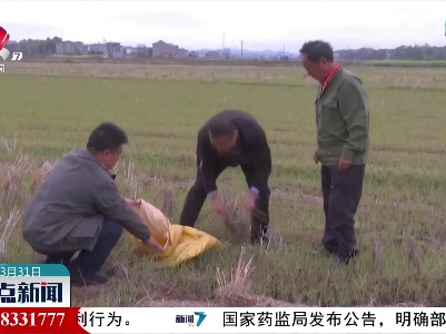 余干：积极开展稻田耕沤灭螟绿色防控行动