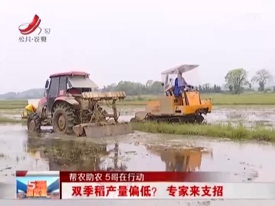 【帮农助农 5哥在行动】双季稻产量偏低？ 专家来支招