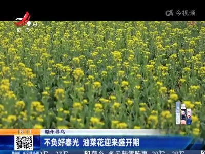 赣州寻乌：不负好春光 油菜花迎来盛开期