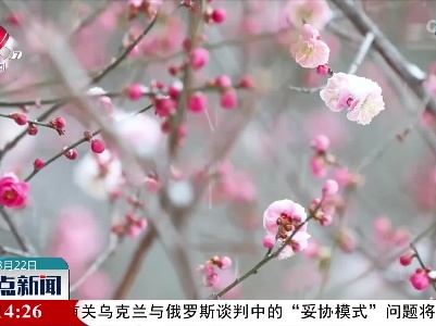 春雪满空来 共赴花之约