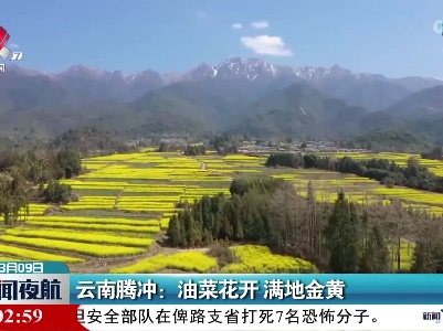 云南腾冲：油菜花开 满地金黄