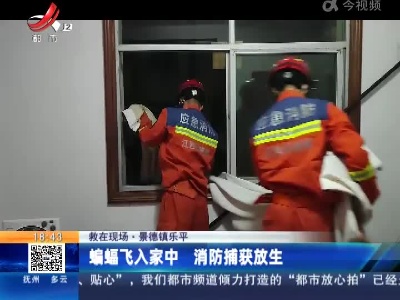 【救在现场】景德镇乐平：蝙蝠飞入家中 消防捕获放生