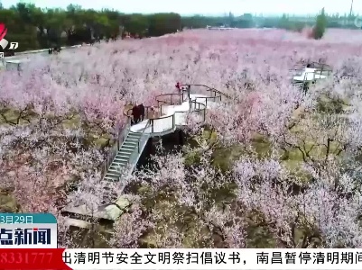 “新疆第一春”吐鲁番 杏花飘香游人多