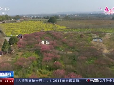 【春天的中国】江西南昌：红梅花绽放 油菜花金黄