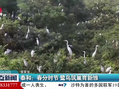 泰和：春分时节 鹭鸟筑巢育新雏