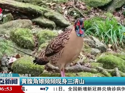 黄腹角雉频频现身三清山
