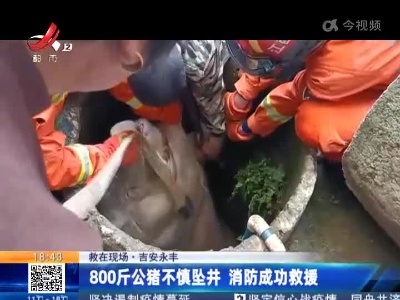 【救在现场】吉安永丰：800斤公猪不慎坠井 消防成功救援